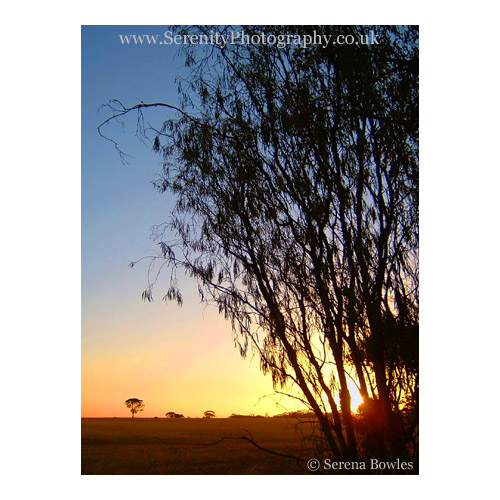 Gum trees at sunset, Western Australia.